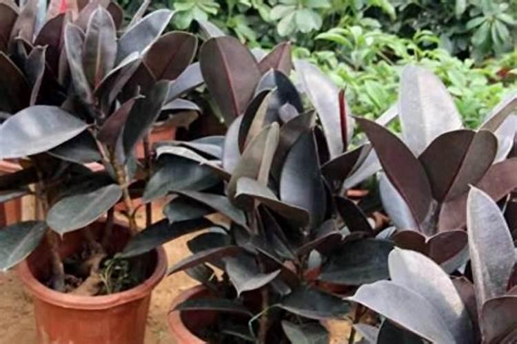 黑金刚的养殖方法和注意事项有哪些