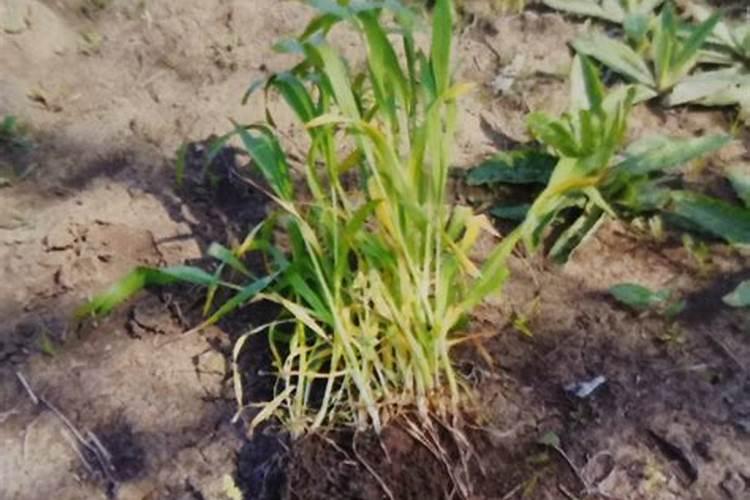 水稻寝种用什么药真好