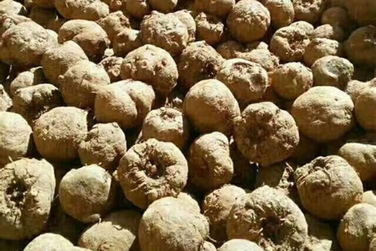 阿迈速叶面肥含有生长调节调吗