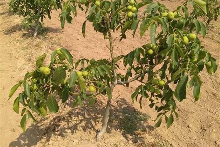 文玩核桃什么时候施肥