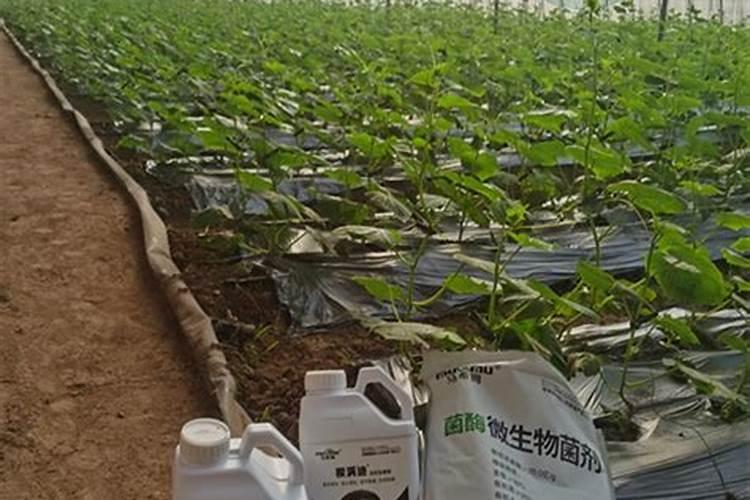 颗粒水溶肥是直接撒施还是兑水使用呢？