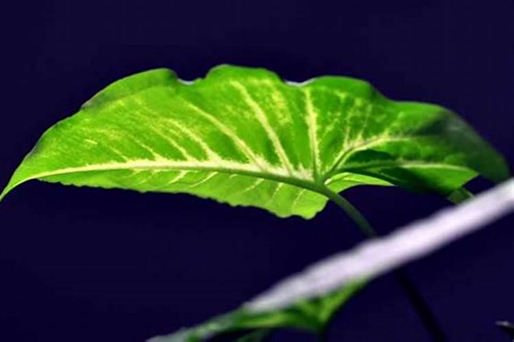 樱花树移栽后多久浇一次水