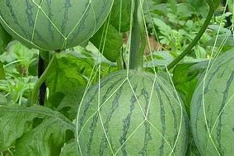 氨基酸水溶肥价格表2025