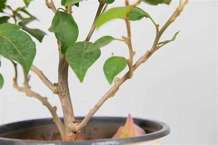 如何让三角梅快速生根