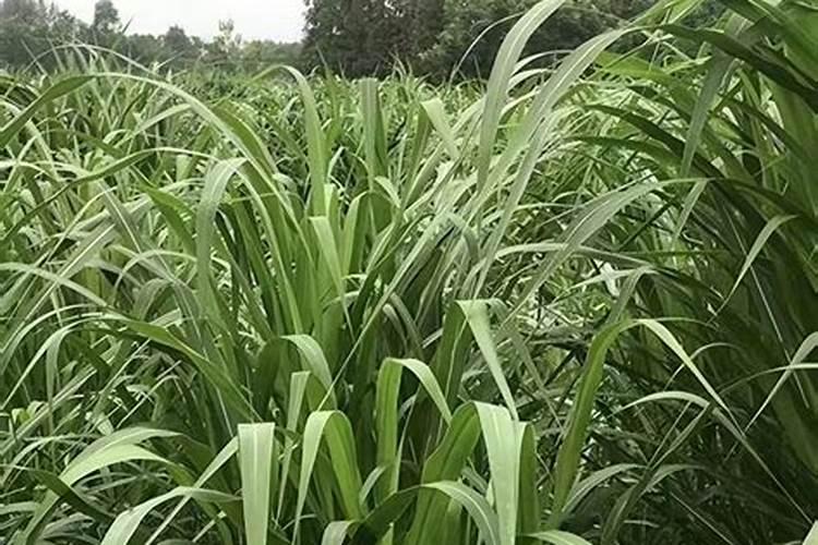 微量元素肥料都是什么？