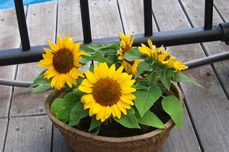 矮向日葵如何施肥