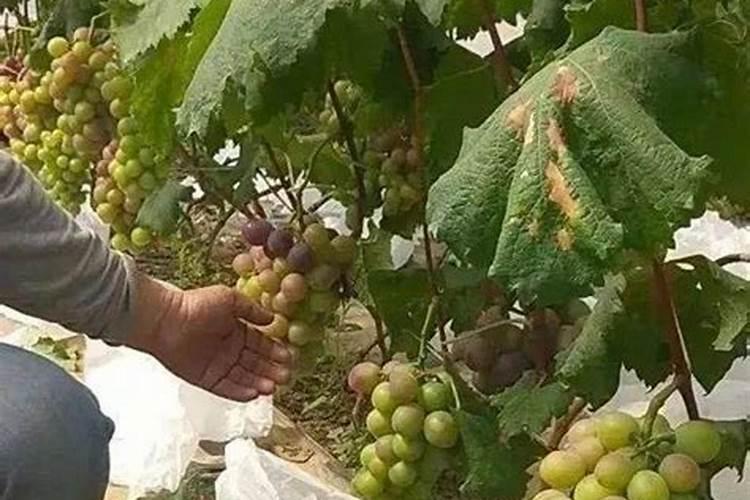 大豆使用氨基酸水溶肥能收获哪些作用成效