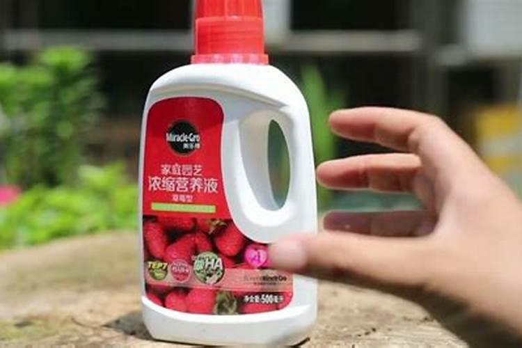盆栽草莓施肥用什么肥料好