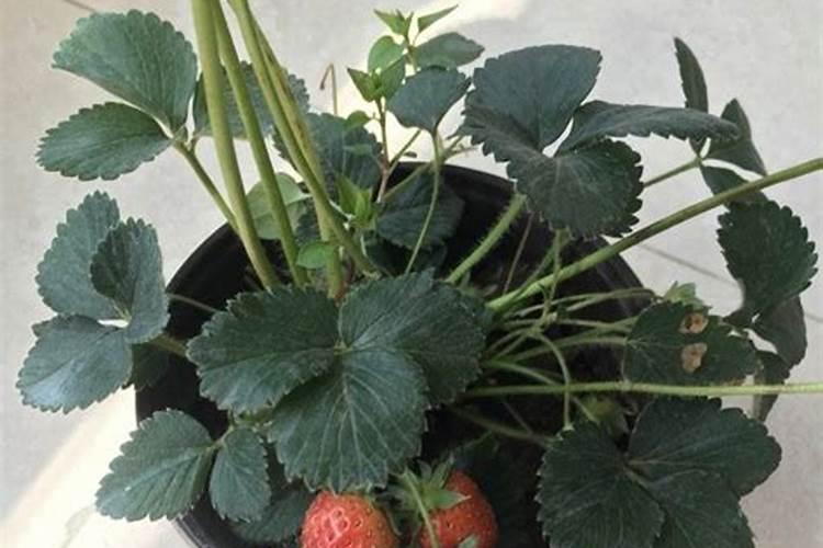 盆栽草莓施肥用什么肥料好