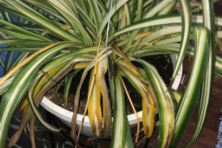 吊兰叶子发黄怎么办