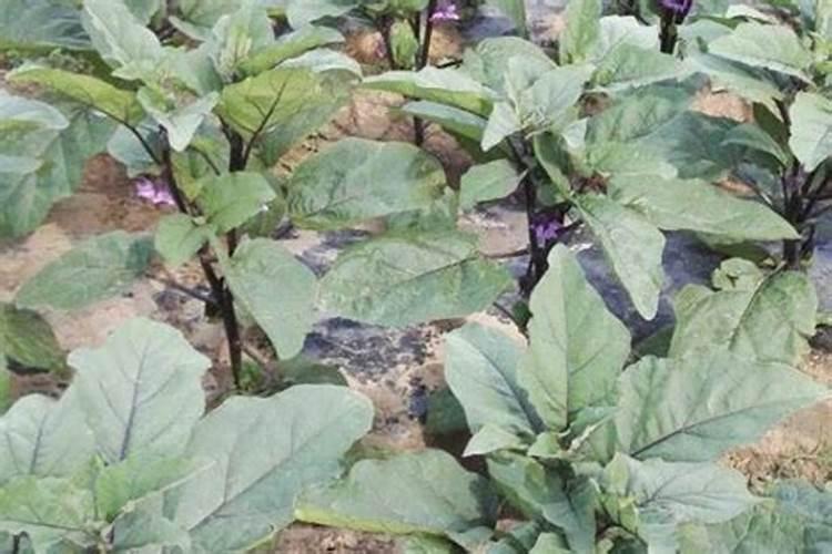 种茄子用什么肥料比较好？