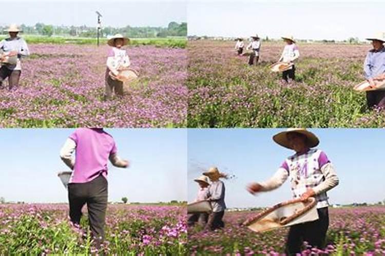 紫花苜蓿出苗后多久浇水追肥花卉百科