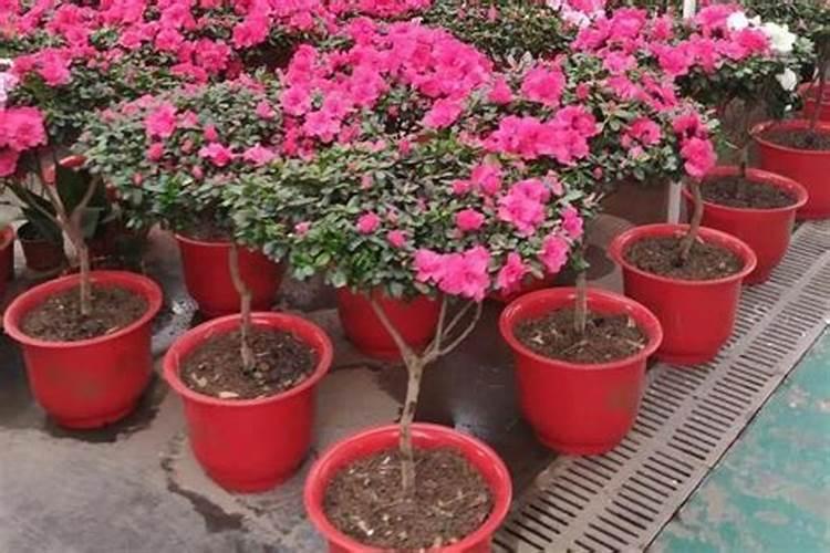 买花送的复合肥有用吗、复合肥如何使用效果好