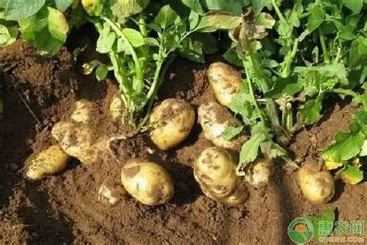 土豆追肥用什么肥料？用了这些肥料土豆养得活才怪