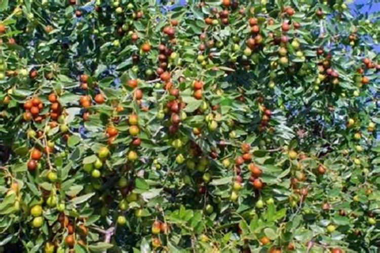 冬枣喷施钙肥有哪些作用,如何选择钙肥