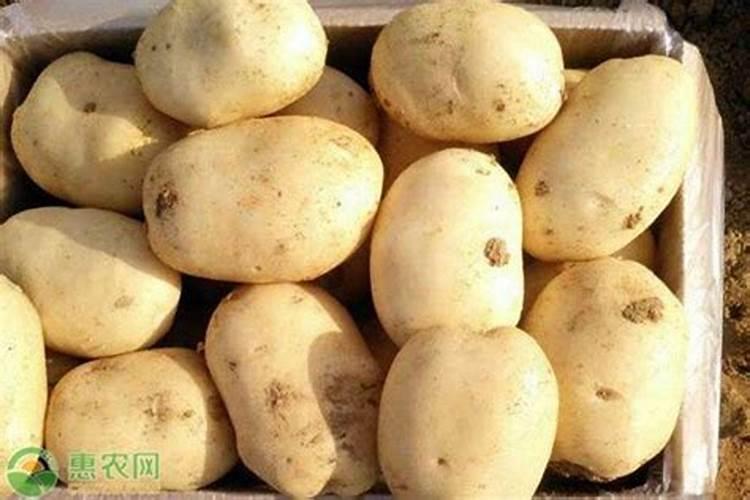 土豆浇什么肥料合适