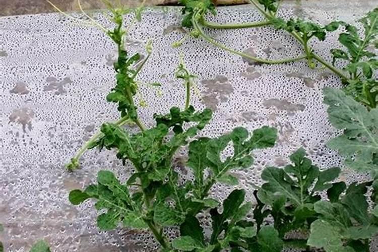 桂丰园高丰叶面肥最建议买的品种