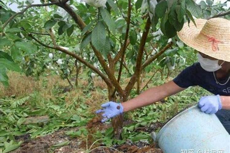 石榴树种植技术,5个步骤让石榴果又圆又大又多