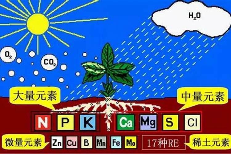 葡萄第一次打硼,钙,锌叶面肥什么时候
