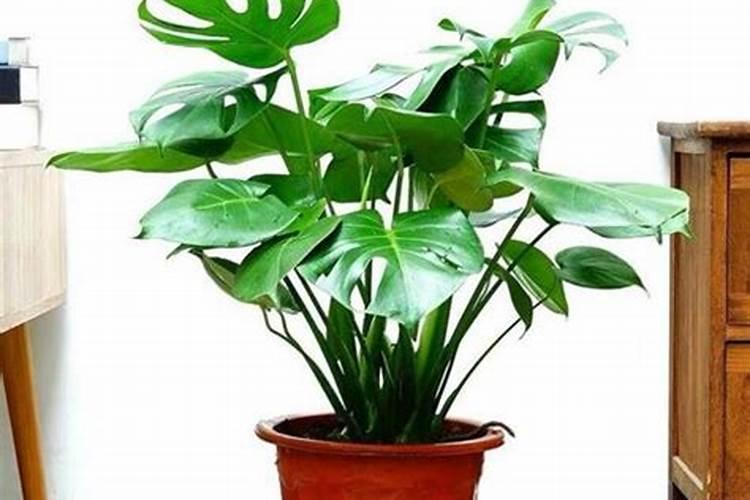 四季豆生长过程