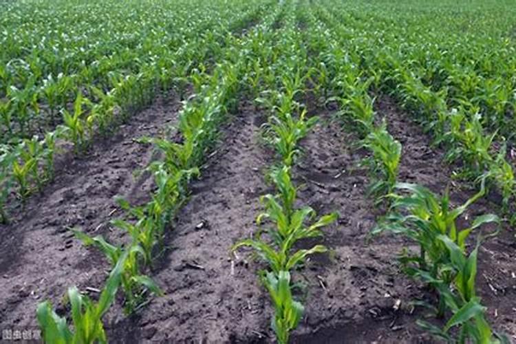 源式E可以弹DVA的大吗