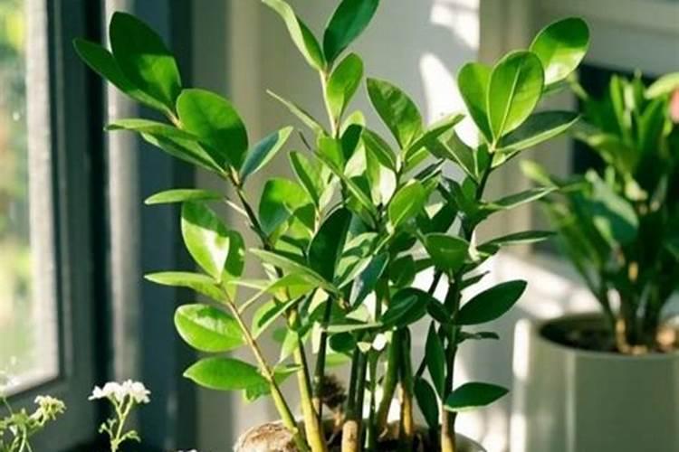 大杨树用颗粒环嗪酮两个月后又发芽了,还会不会死