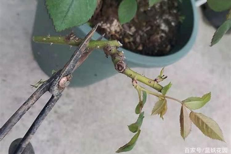 月季几月份压枝促笋