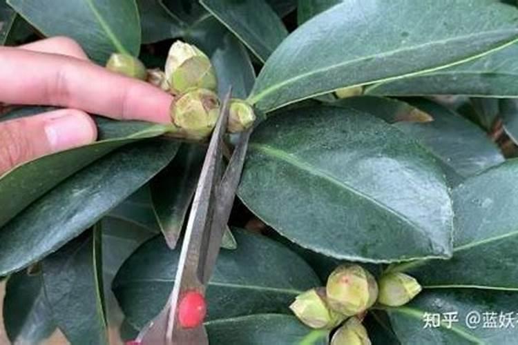 茶花打花苞施什么肥