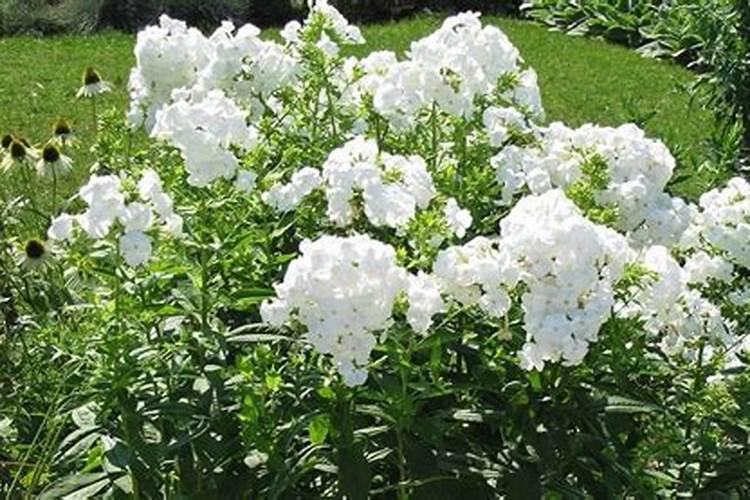 光杆樱桃树多久发芽(樱花树光杆多久发芽)