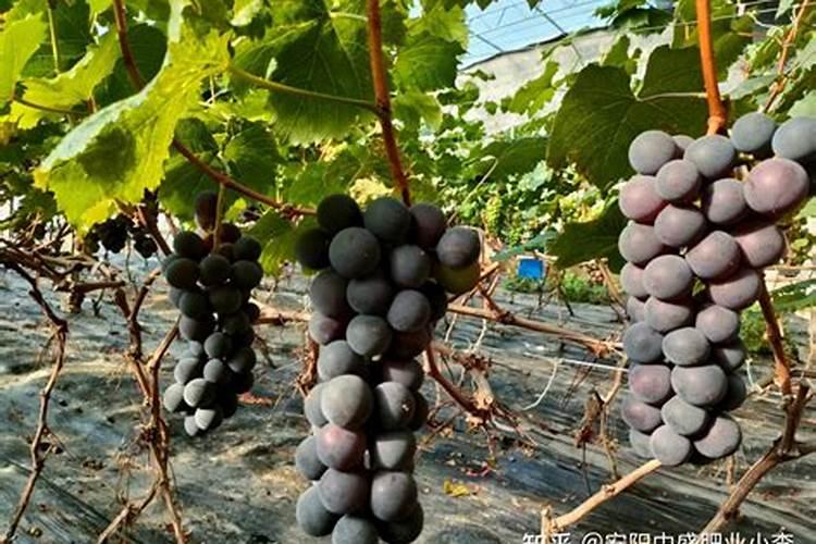 夏黑葡萄用什么肥料好？夏黑葡萄打什么叶面肥长的快？夏黑葡萄叶面肥喷调...