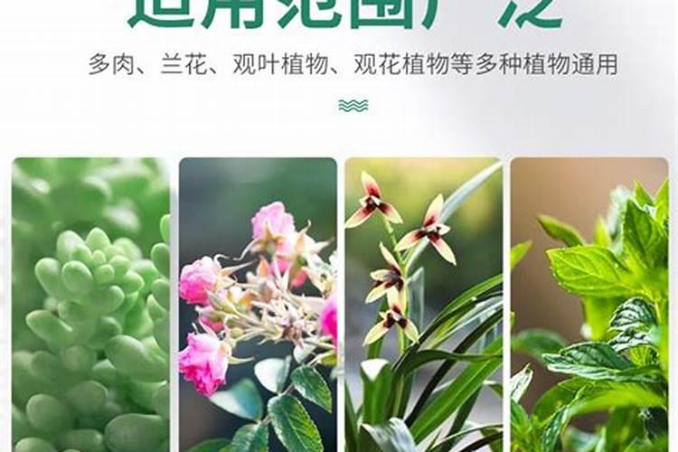 多肉植物用什么肥料好