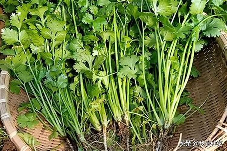 东莞塘厦138工业区有哪些企业？