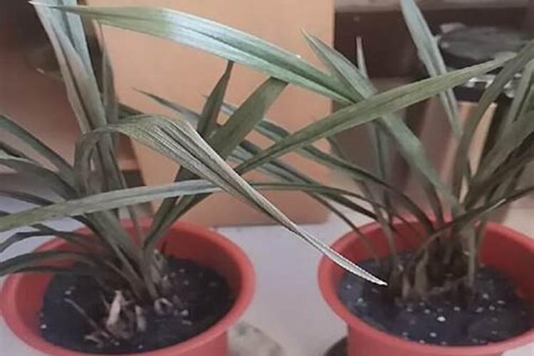 冬瓜的种植方法