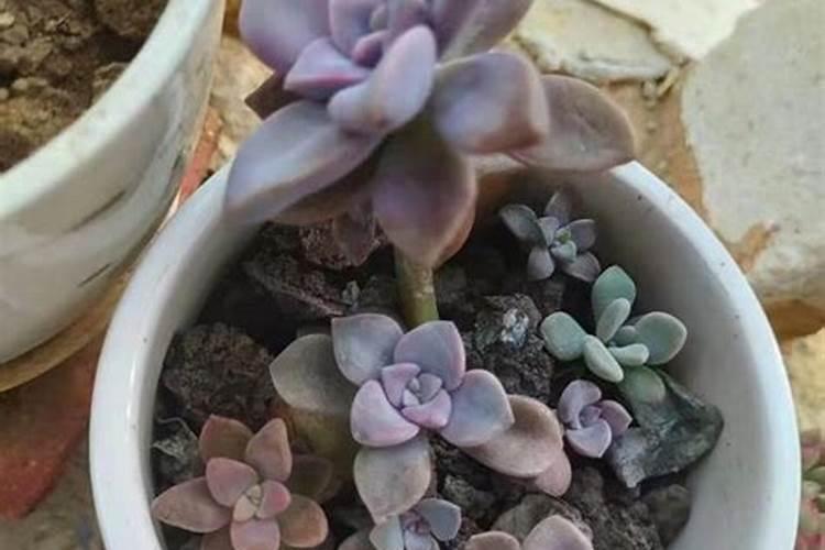 冬天多肉水浇多了怎么办