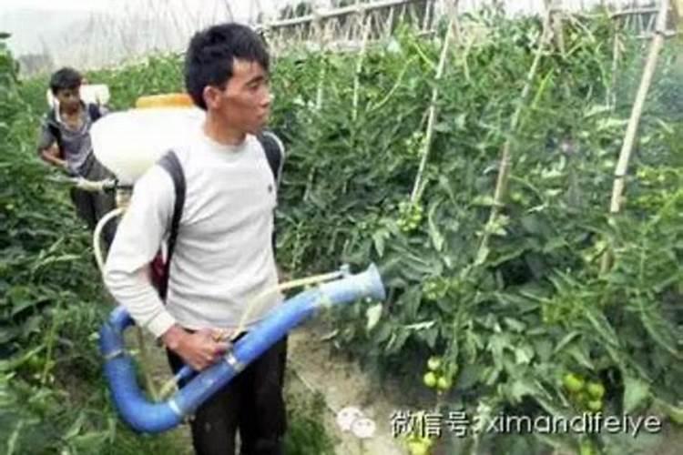 提高番茄产量需要怎么施肥 番茄施肥技巧总结