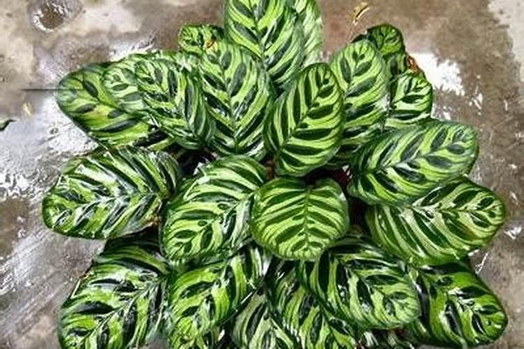 安吉春雨一号茶苗价格