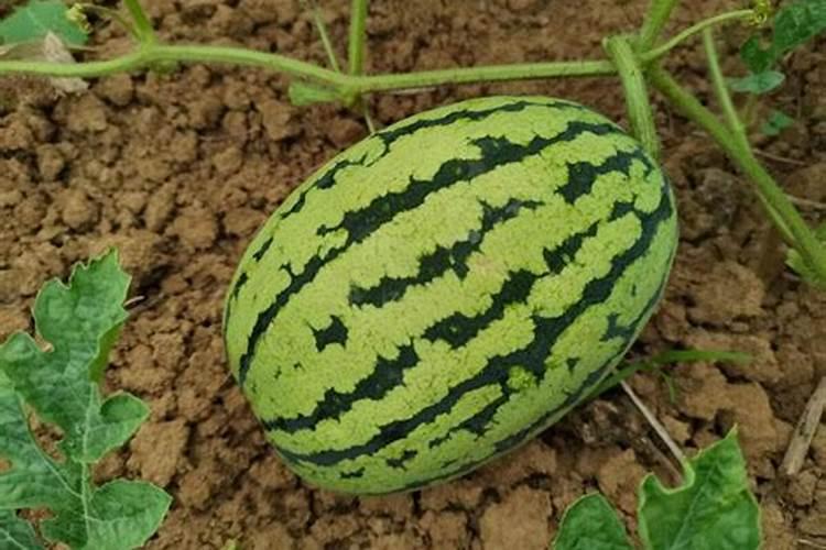 西瓜种植用什么肥料