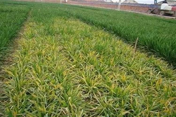 水稻中后期怎么管理肥水？