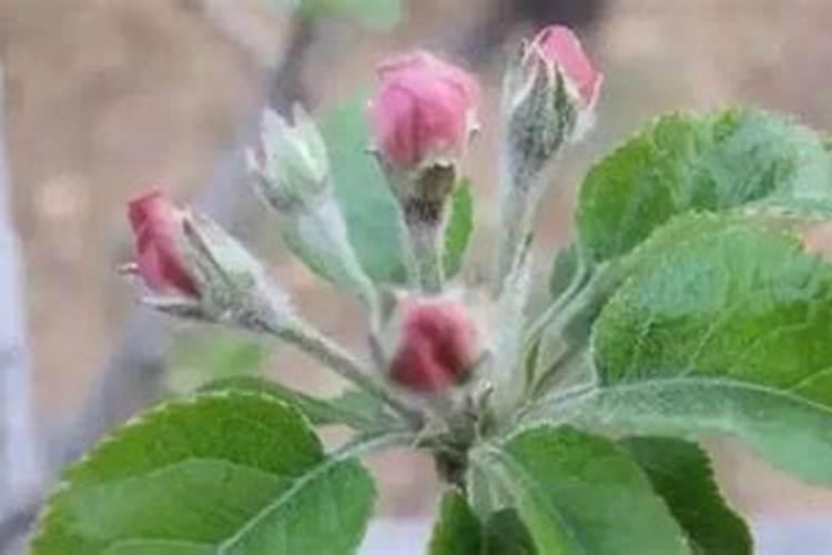 鸡毛菜倒伏一大片是因为什么