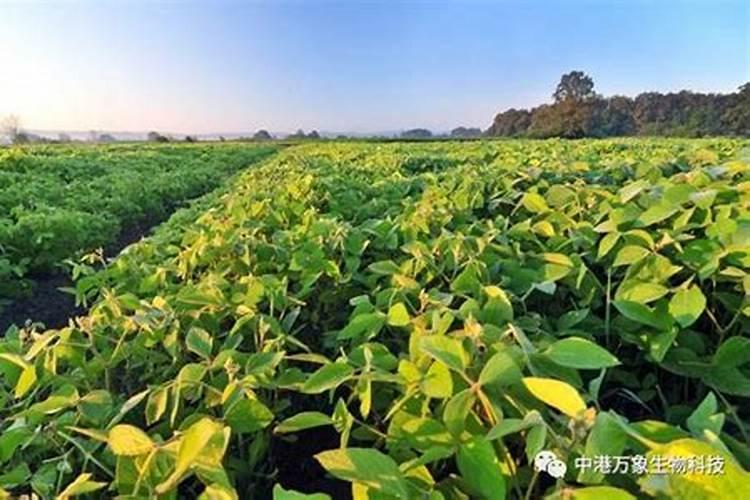 四季豆发芽多久后施肥