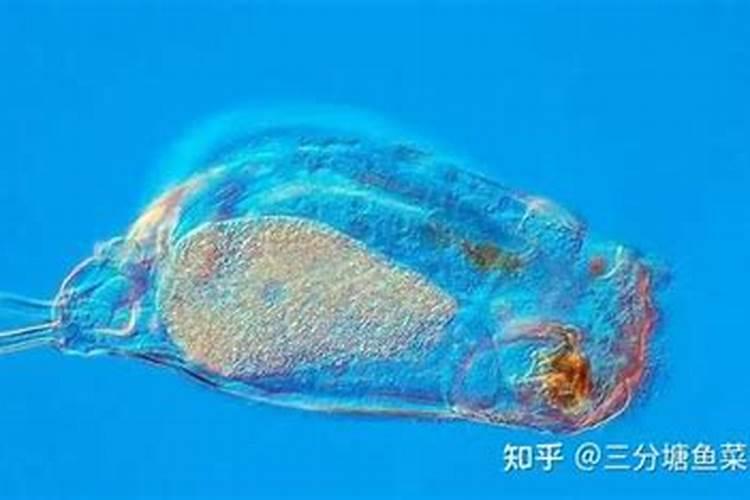一个月不在家花浇水怎么解决