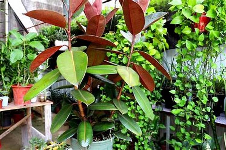 橡皮树能不能上复合肥