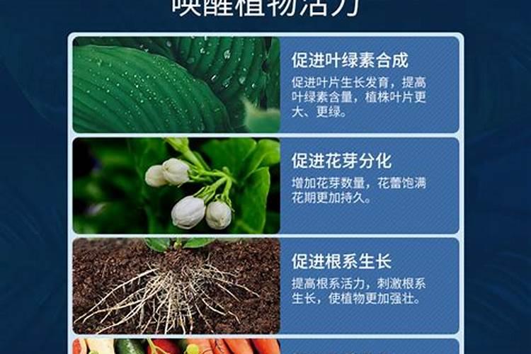 用糖蜜做肥料怎么做