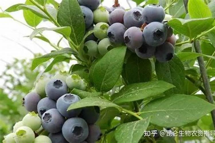 果树冬枣叶子叶尖和边缘干枯请问怎么回事？