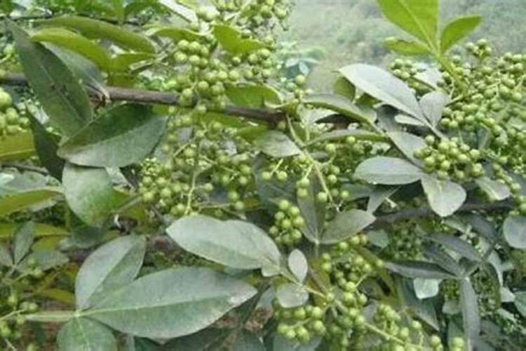 花椒树施什么肥最佳