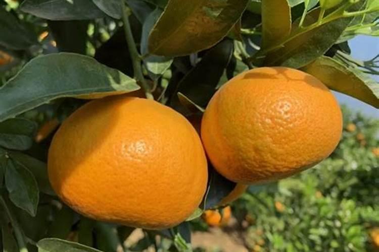 茂谷柑采收后如何管理？