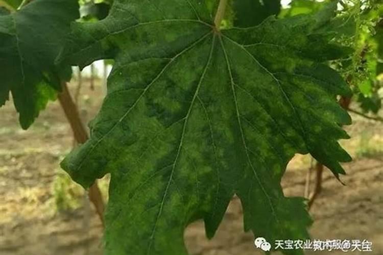 艾丰喜欢阿乐吗