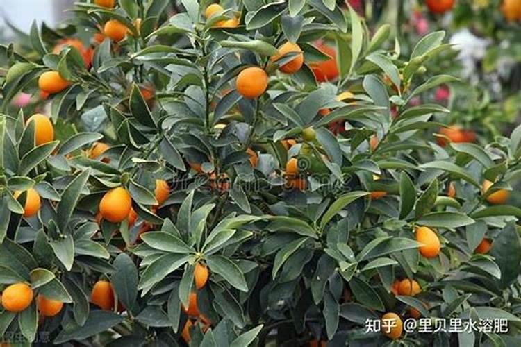 保定 吃的地方