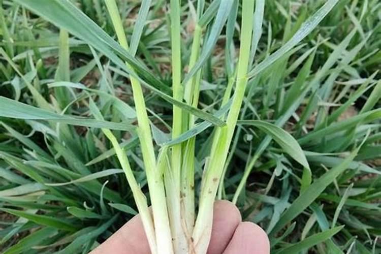 小麦喜欢硫酸钾还是氯化钾 小麦肥害的症状