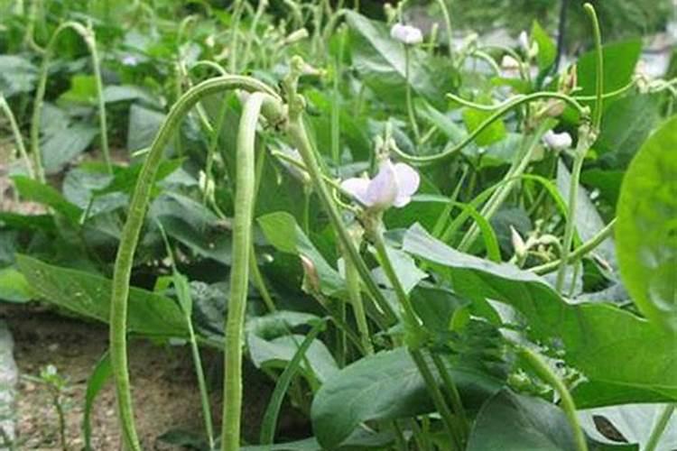 美国无架豇豆怎么留种？